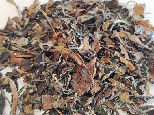 Old Tea Tree Shou Mei White Tea